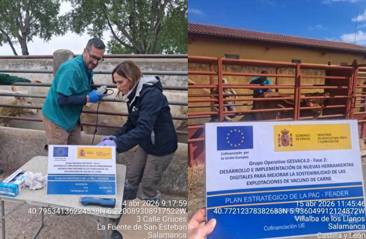 software para la evaluación de la calidad de la carne in vivo mediante ecografía en granjas comerciales